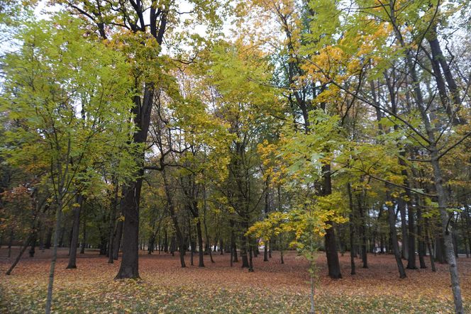 Park Lubomirskich w Białymstoku jesienią 