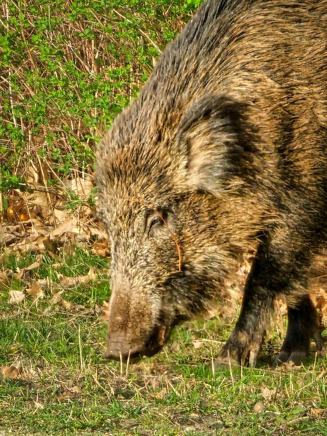 Rodzina dzików na spacerze we Wrocławiu. "Partyna i jej dzieciaki pozowały do zdjęć" 