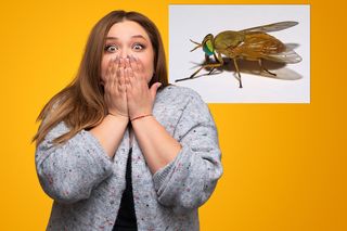 Nowy postrach turystów gryzie jak wampir