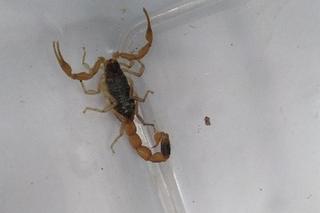 JADOWITY skorpion w toruńskiej galerii handlowej. Akcja strażników