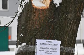 Zostawcie drzewa w spokoju. Mieszkańcy Wołomina protestują przeciwko wycince 