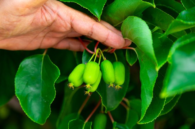 Mini kiwi