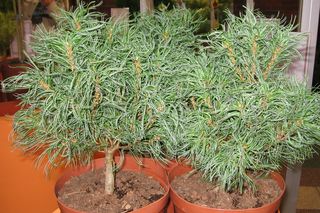 Sosna wejmutka ‘Tiny Curls’ - Pinus strobus ‘Tiny Curls’ 