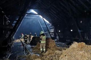 Perzyny. 40 tys. kurcząt zginęło w WIELKIM POŻARZE! Ogień naruszył konstrukcję budynku [ZDJĘCIA]