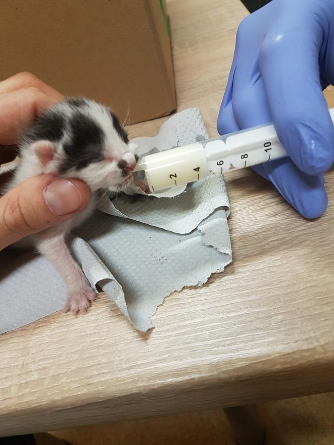 Policjanci zaopiekowali się czterema porzuconymi kociakami