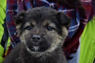 Słodziaki do wzięcia