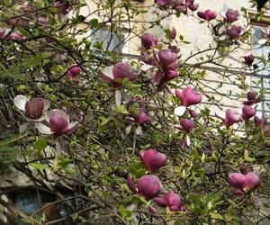 Szlak Magnolii w Cieszynie to największa atrakcja wczesnej wiosny