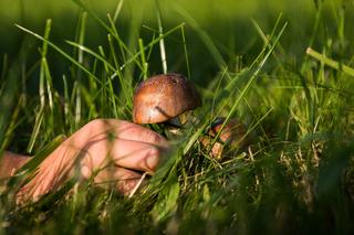Jak uniknąć zatrucia grzybami? W Poznaniu można skorzystać z porad grzybowych