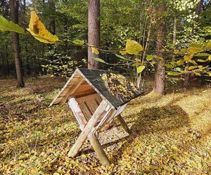 To najpopularniejsze miejsce na spacery w Olsztynie. Zobacz Las Miejski w jesiennych barwach [ZDJĘCIA]