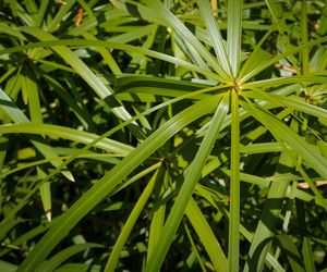 Te rośliny doniczkowe mają wyjątkowe liście!