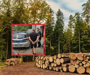 Zatrzymany za kradzież drewna z lasu