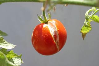 Dlaczego pomidory pękają na krzaku? Co zrobić, żeby pomidory nie pękały?
