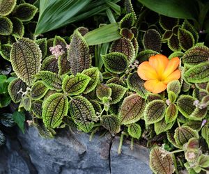 Pilea involucrata. Kwiat przyjaźni, który pięknie wygląda w każdym wnętrzu