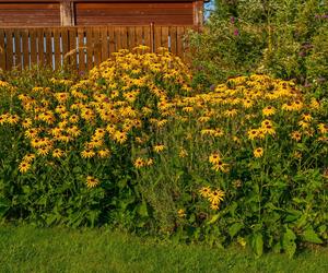 Rudbekia błyskotliwa