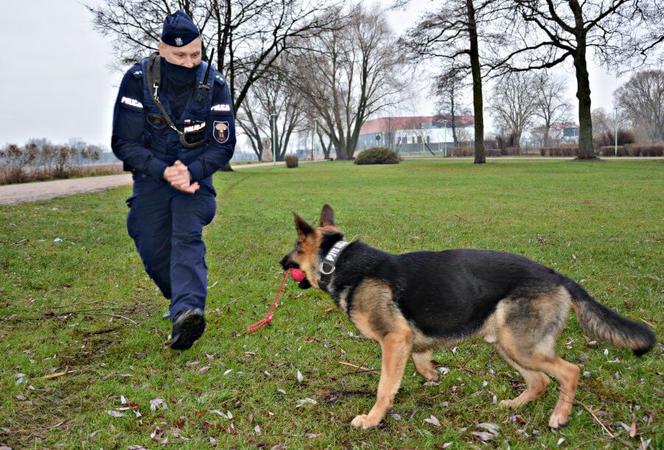 Szarik - nowy policyjny pies w Komendzie Miejskiej Policji w Suwałkach [ZDJĘCIA]