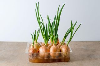 Pędzenie cebuli na szczypior