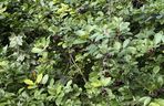 Aronia, krzew i owoce