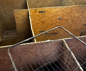 Skandal w pseudohodowli pod Krakowem! Psy żyły we własnych odchodach. Właścicielce grozi więzienie