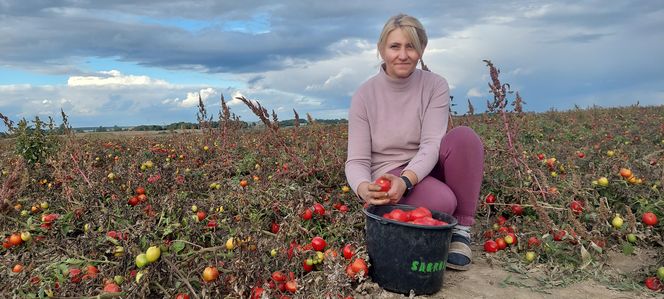 Samozbiory pomidorów na plantacji w Niewirkowie cieszą się powodzeniem