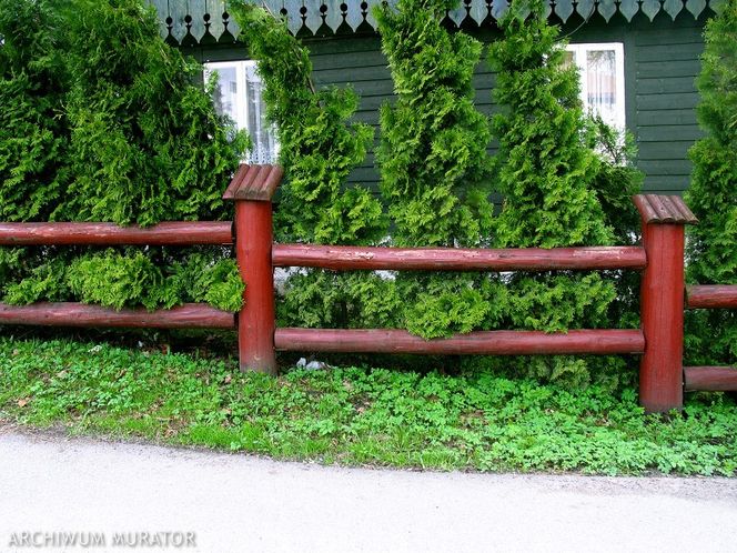 Rosliny moga chronic budynki