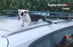 Policjant uratowal kota na wiślance