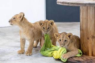 Uratował porzucone lwiątka