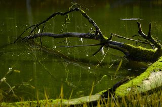 Tu w woj. lubelskim są cudowne źródełka! 