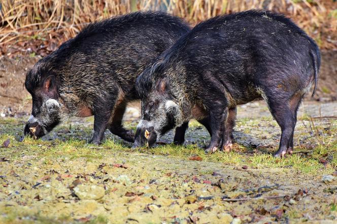 Restauracja dla dzików w Olsztynie to jeden z projektów zgłoszonych do Olsztyńskiego Budżetu Obywatelskiego