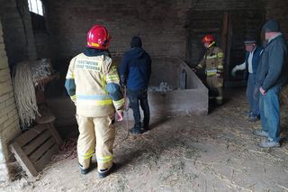 Krowa wpadła do silosa w Strzeszkowicach Dużych