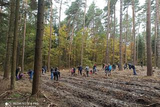Starachowiccy leśnicy i pracownicy MAN Bus sadzili las. Brawo WY! [ZDJĘCIA]