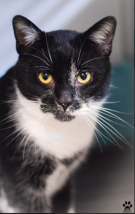 Kot do adopcji w zielonogórskim schronisku