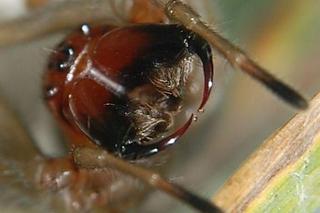 Jadowite pająki, które można spotkać w Polsce