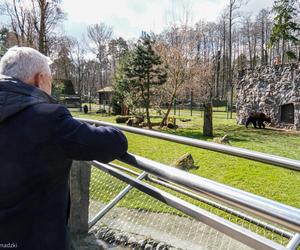 Nowe niedźwiedzie w zoo Akcent w Białymstoku