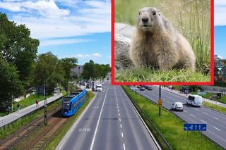 Bóbr utknął na środku drogi w centrum Krakowa. Bohaterska postawa kierowcy i pasażerów MPK [WIDEO]