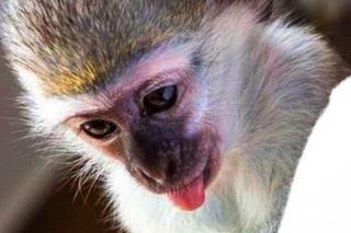 Antek psoci w lecznicy 