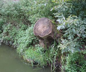 Jesienna odsłona terenów nad Bystrzycą w Lublinie. Tak się prezentuje w październiku