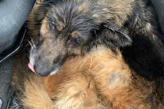 Oświęcim. Koran i Arisa nie dożyły ukarania okrutnego właściciela. Zgotował im piekło!