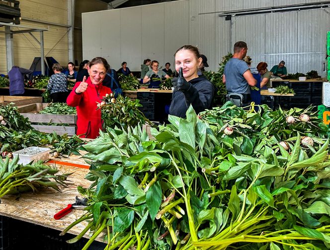 Królewskie kwiaty z Brzozia podbijają świat