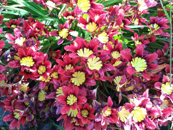 Sparaksis trójbarwny