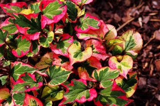 Te rośliny tworzą na rabacie swoiste widowisko! Poznaj najpopularniejsze byliny o pstrych liściach