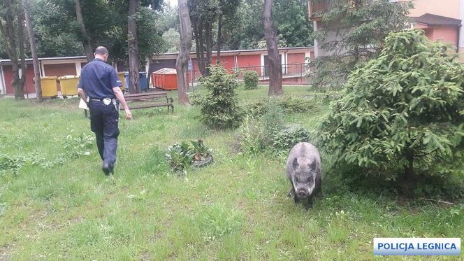Dzik wystraszył dzieci i zjadł im pierogi
