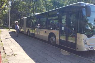 Pierwszy kurs autobusu przegubowego w Grudziądzu