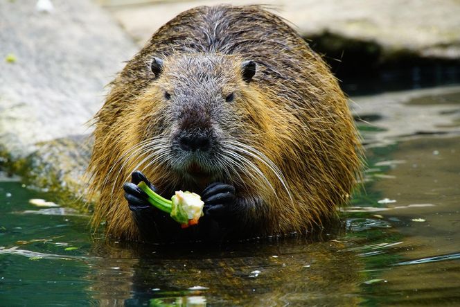 Nutrie w Rybniku jednak przeżyją?