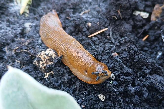 Budzą obrzydzenie i są utrapieniem ogrodników. Ślimaki sieją spustoszenie