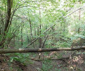 Rezerwat Dolina Wkry
