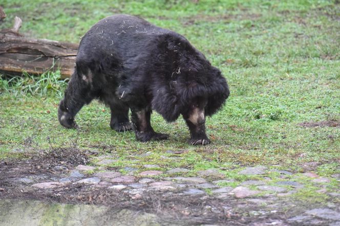 Niedźwiedzica Wolta z toruńskiego Zoo skończyła 40 lat!