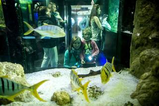 Prezentowane gatunki ryb morskich w Akwarium Gdyńskim 