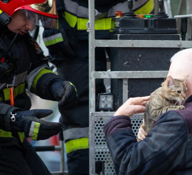 Kot fajtłapa wezwał strażaków.