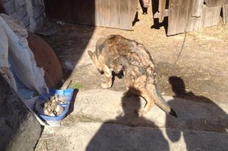 Łańcuch, przerośnięte pazury i krwawiące rany. KTOZ interweniuje pod Krakowem