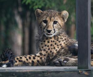 Gepardy w gdańskim zoo